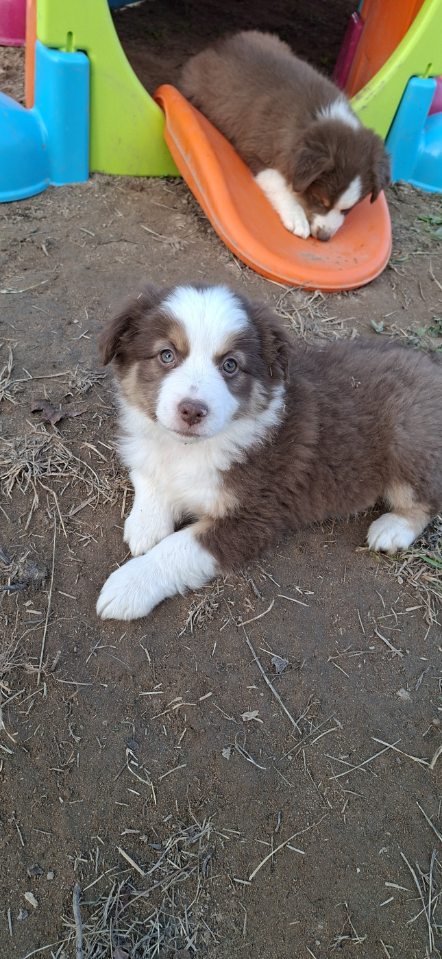 David Marcel - Chiots disponibles - Berger Américain Miniature 