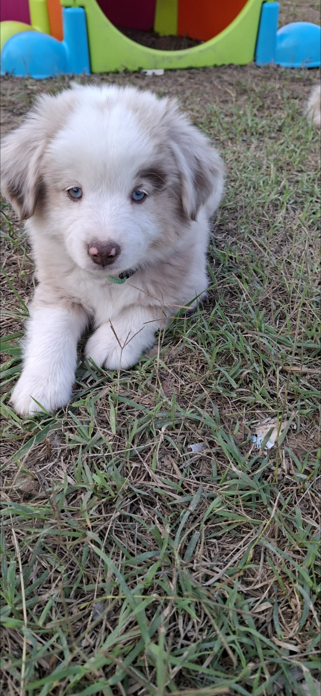 David Marcel - Chiots disponibles - Berger Américain Miniature 