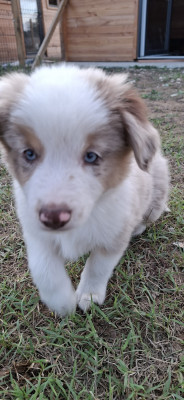 Berlioz